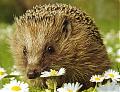 Benutzerbild von Igel