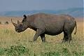 Benutzerbild von Nashorn