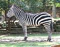 Benutzerbild von Zebra